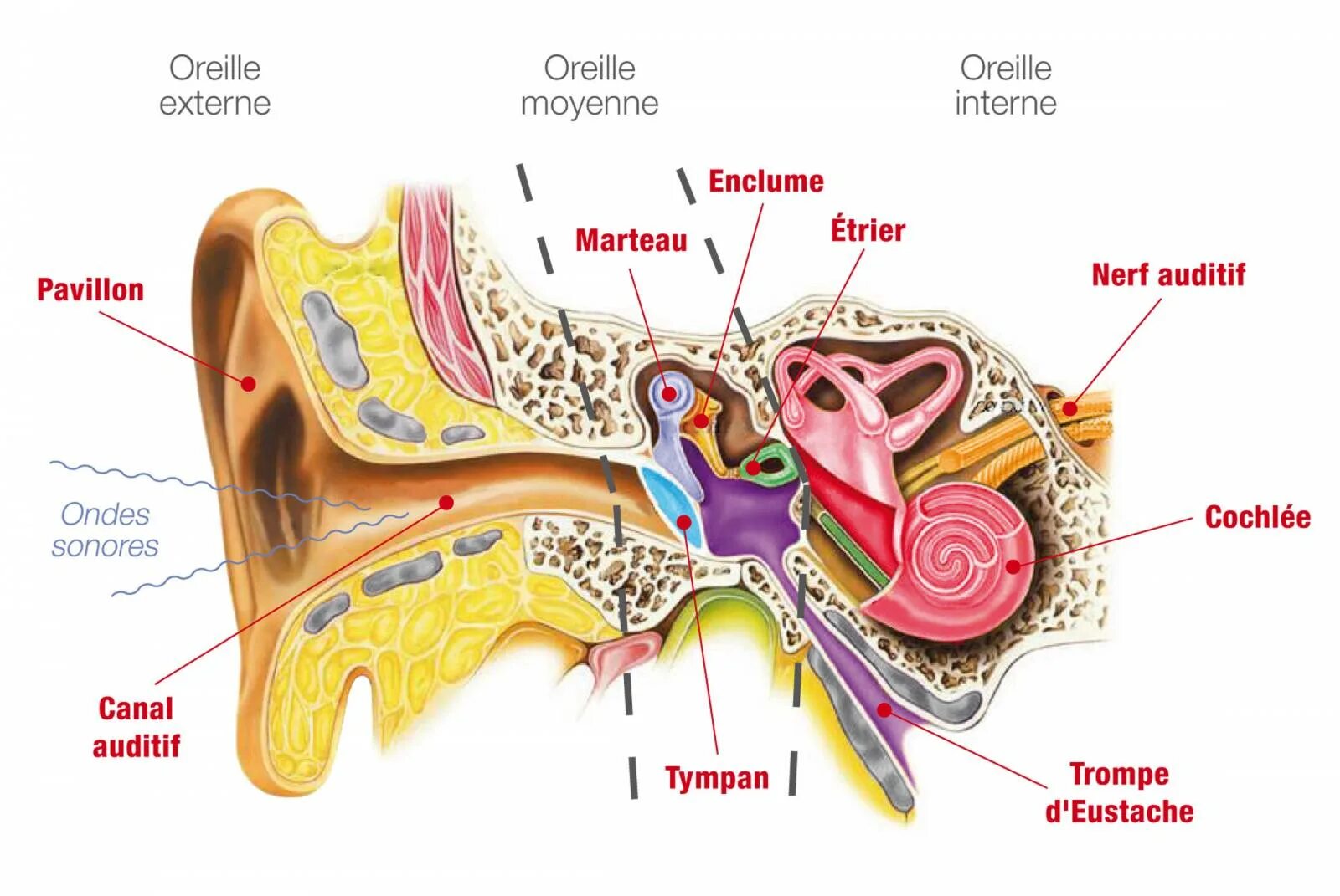 Барабанной перепонкой и внутренним ухом. Слуховой аппарат строение анатомия. Барабанная полость и слуховая труба. Слуховой анализатор и вестибулярный аппарат. Слуховой анализатор косточки строение.
