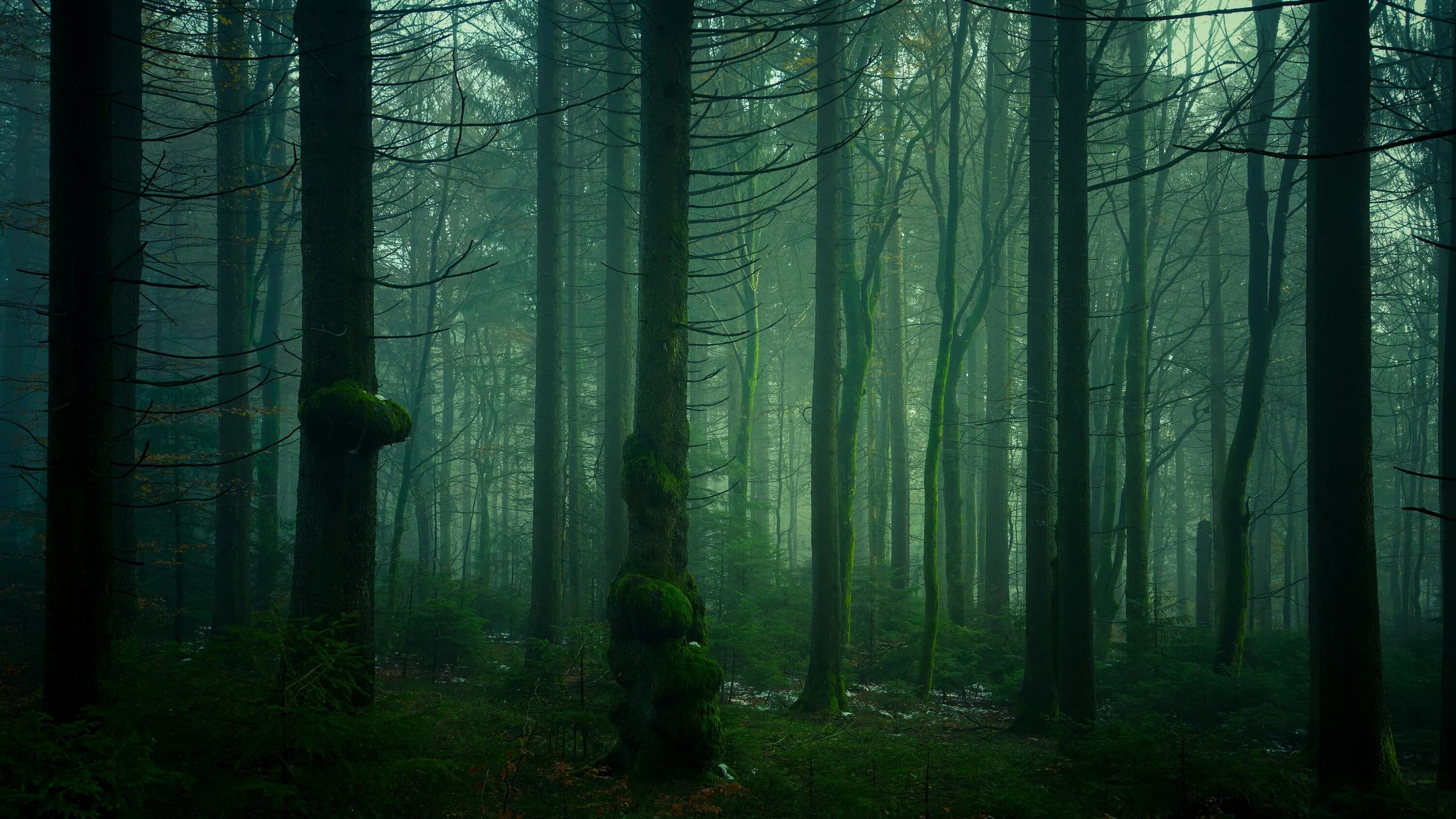 Мрачный еловый лес. Лесные заросли. Федмакров лес. Чаща леса. Серая чаща леса.