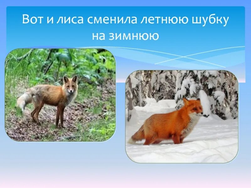 Лиса меняет цвет. Одиночный образ жизни животных плюсы. Лисы меняют окрас. Лисы зимой. Лисы летом и зимой.