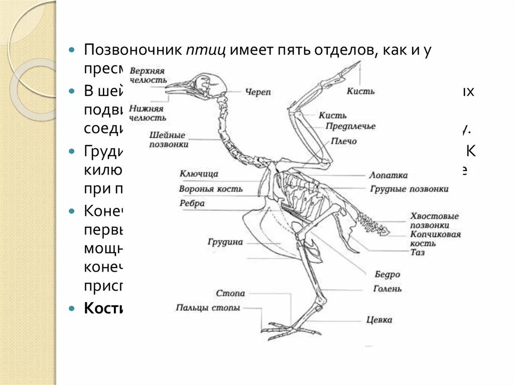 Скелет птицы грудной отдел позвоночника. Осевой скелет птиц. Скелет птицы подписанный. Скелет туловища птицы. Вырост грудины киль