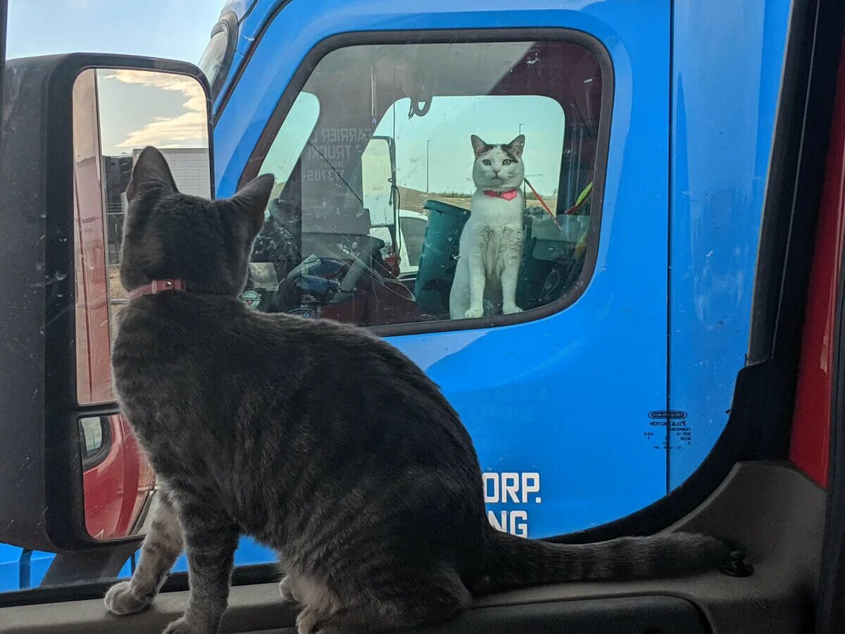Кот дальнобойщик. Дальнобойщик с котом россия. Кот в грузовике. Кот дальнобойщик. Кот дальнобойщик.