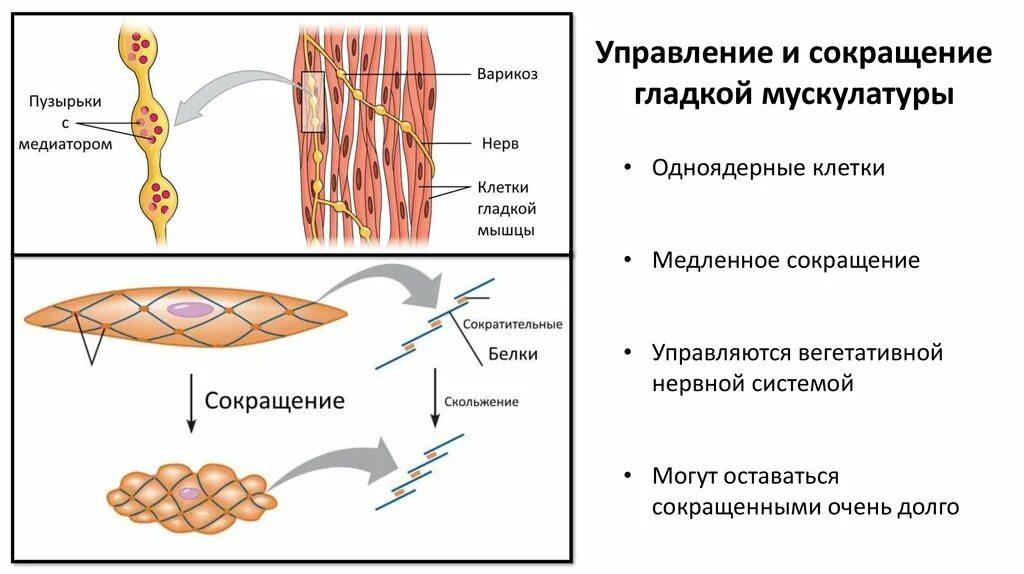 Механизм мышечной ткани