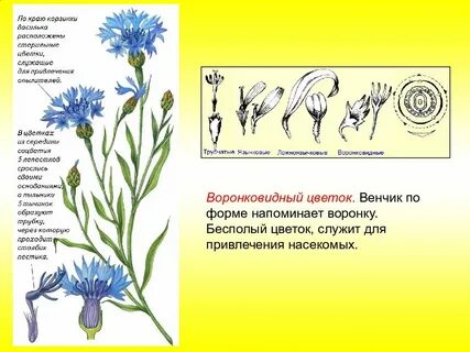 Соцветие василька