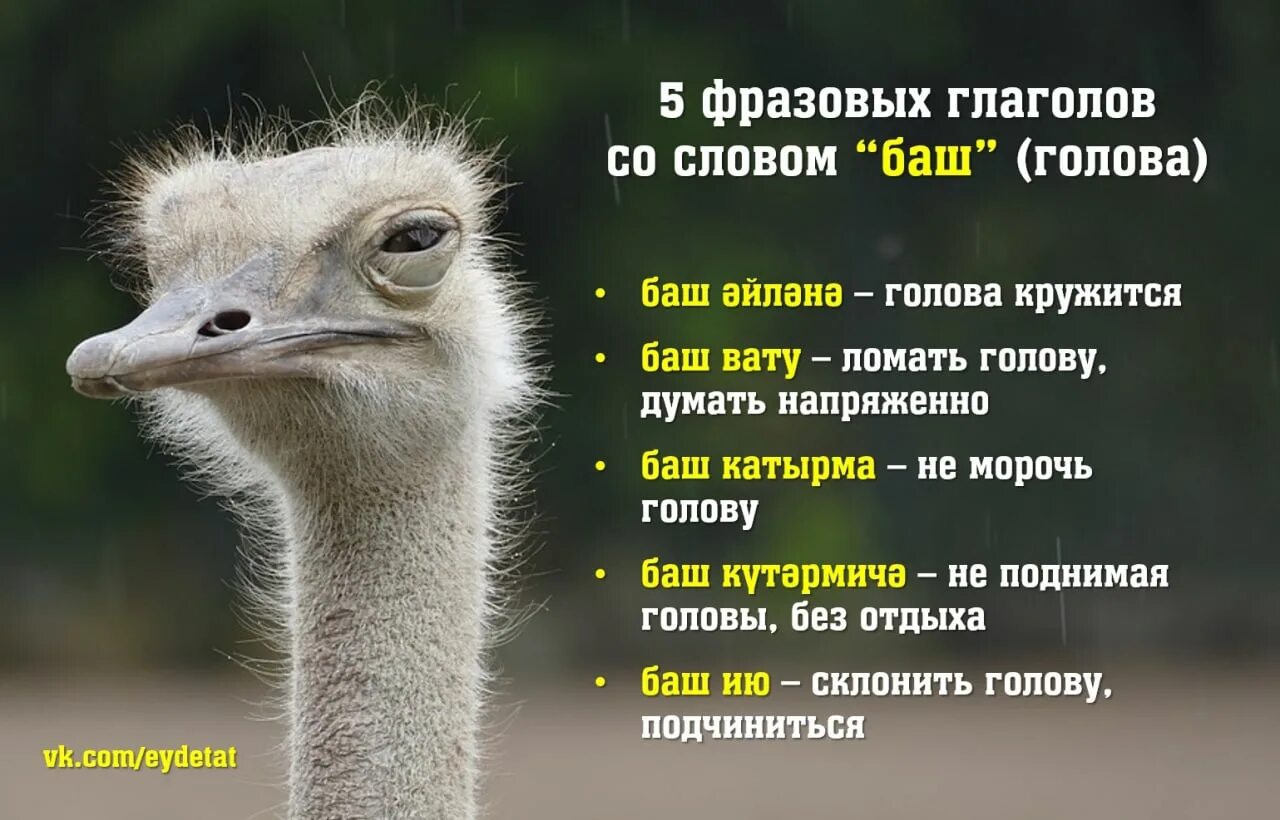 Баш текст. Баш текст