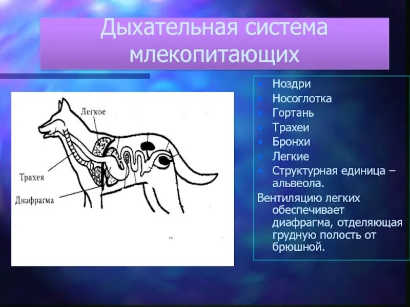 Дыхательная система млекопитающих. Органы дыхания млекопитающих. Строение дыхательной системы млекопитающих. Органы дыхания млекопитающих схема. Наличие диафрагмы у млекопитающих