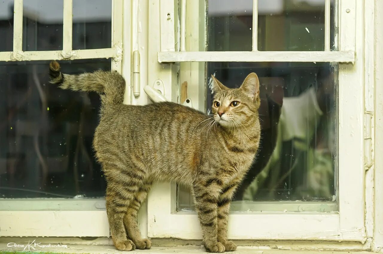 Pin by Cat lover on Nice cat Cats, Cat pics, White tabby cat