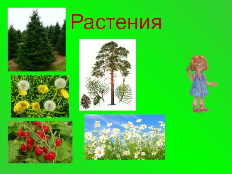 Растения первый класс. Растительный мир для дошкольников. Мир растений окружающий мир. Растения окружающий мир. Занятие растительный мир.