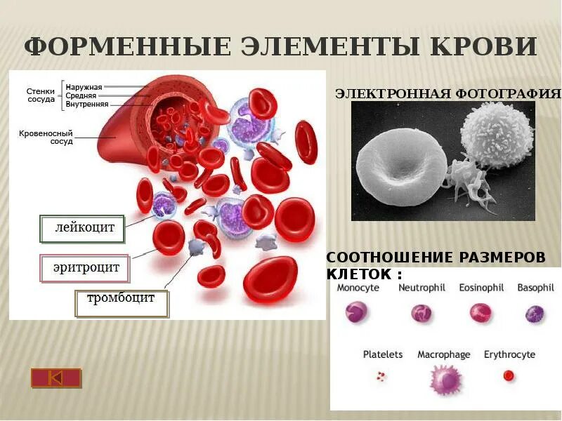 Эритроциты лейкоциты тромбоциты что это. Эритроциты лейкоциты тромбоциты что это
