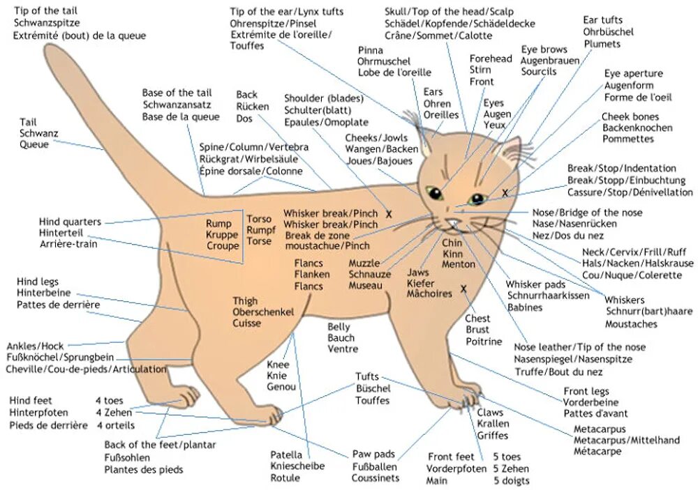 Части морды кота с названиями. Строение тела кошки. Части тела кошки с названием. Внешнее строение кошки. Как переводится кошки