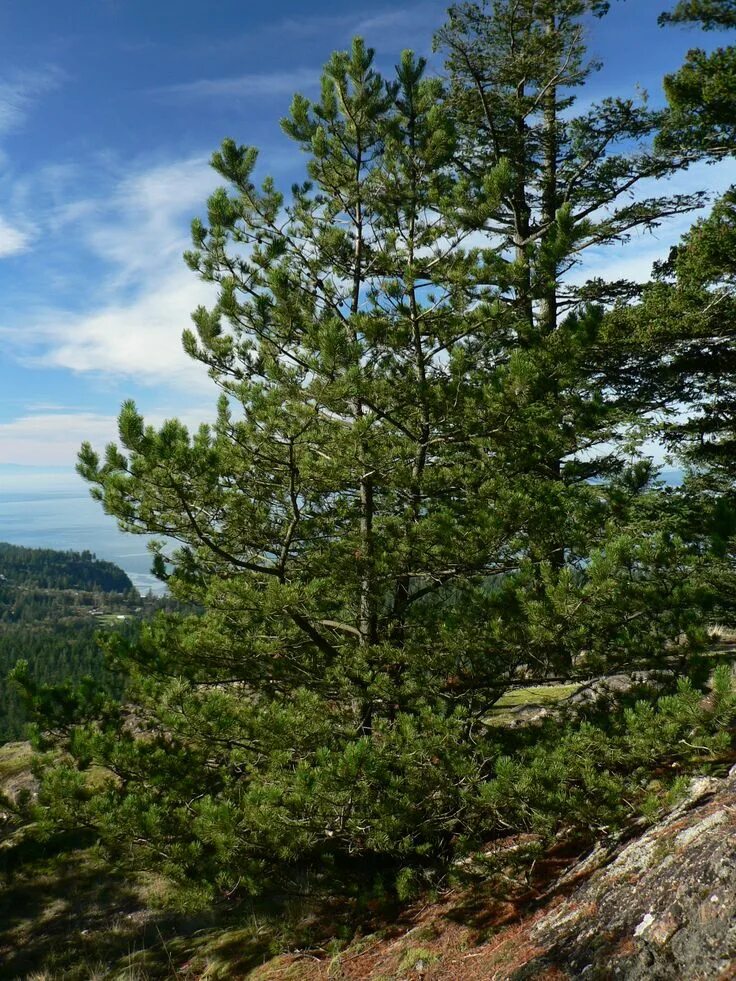 Сосна остистая межгорная. Остистые сосны северная америка. Pinus contorta asher. Сосна бальфура северная америка. Сосна северной америки.