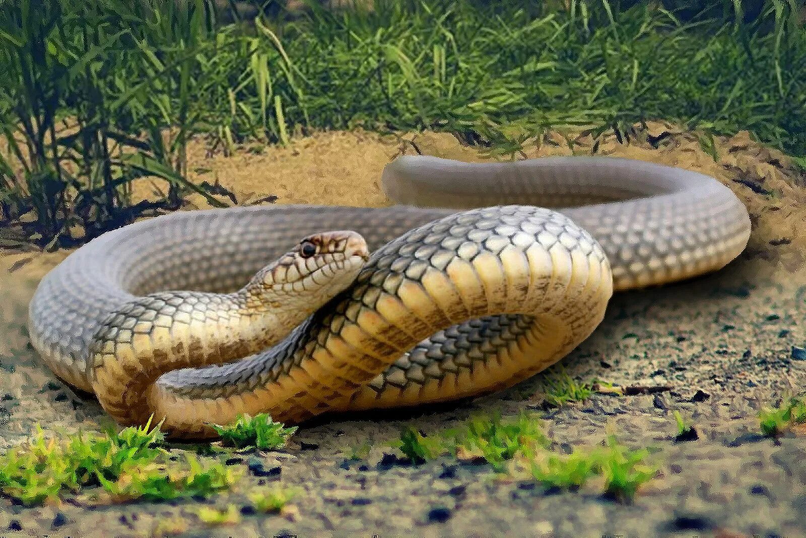 Сочи гадюка казнакова. Полоз краснодарский край ядовитая змея. Эскулапов полоз. Эскулапов полоз elaphe longissima. Желтобрюхий полоз краснодарский.