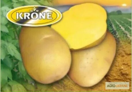 Картофель крона характеристика сорта