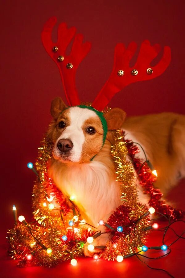 Pin by Valerie Graham on Christmas Puppies Christmas puppy, Christmas animals, C