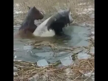 Лошади утонули песня