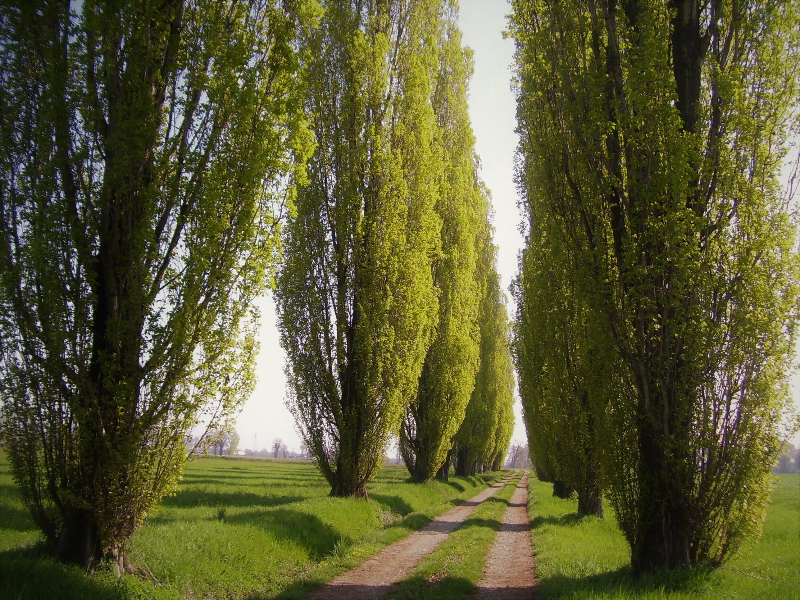 My little poplar. Тополь пирамидальный дерево. Тополь кипарисовидный. Тополь черный осокорь. Черный Тополь-осокорь-дерево.