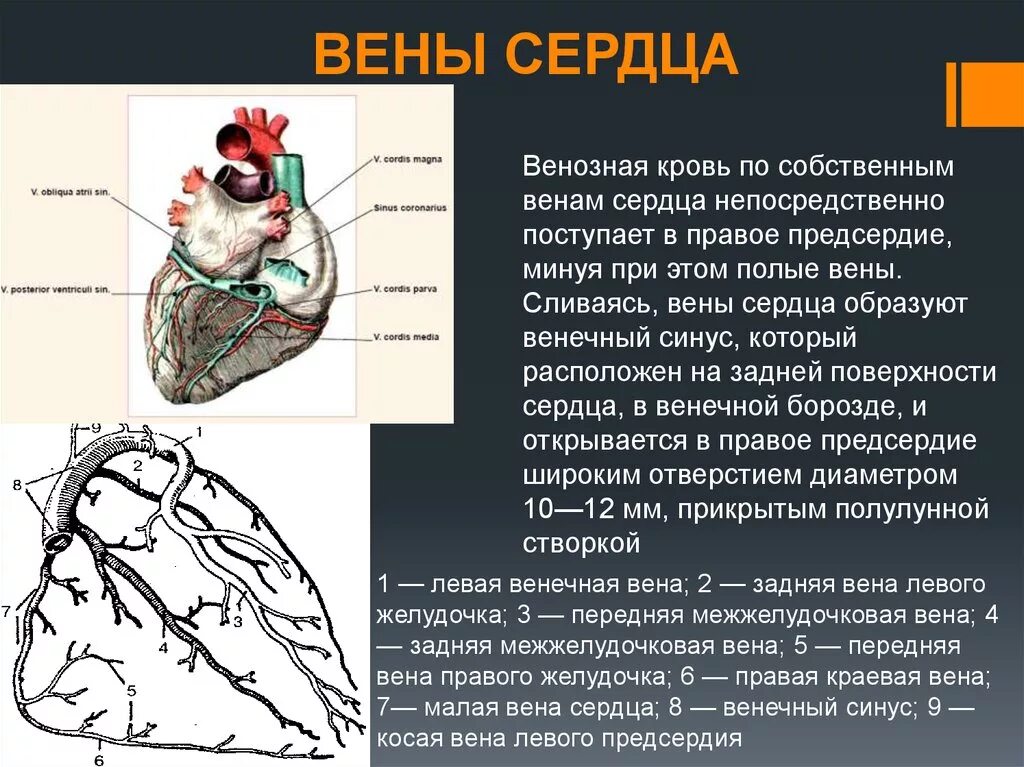 Левое предсердие какие вены. Вена венечного синуса сердца. Венечный венозный синус сердца. Венечный синус правого предсердия. Венечный синус сердца располагается.