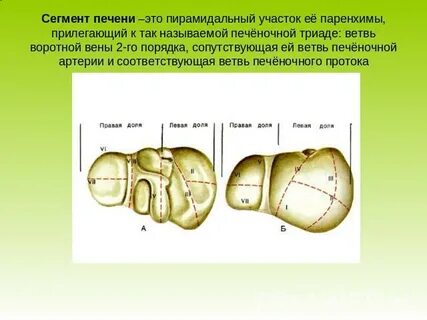 Первый сегмент