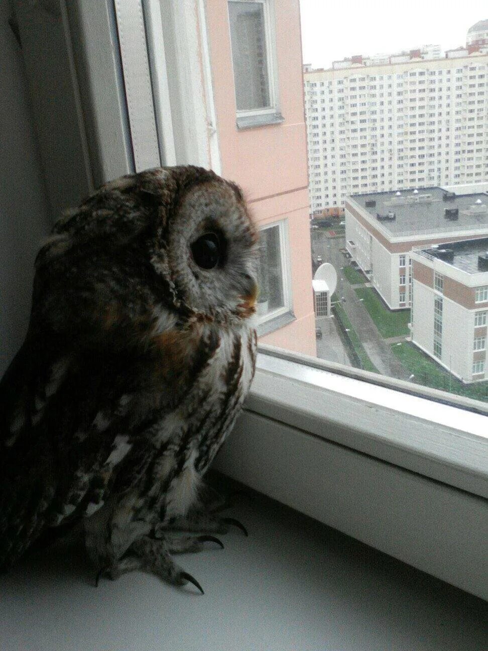 Сова филин сыч. Ушастая сова домашняя. Домашний совенок. Карликовая сова. Сычик домашний.