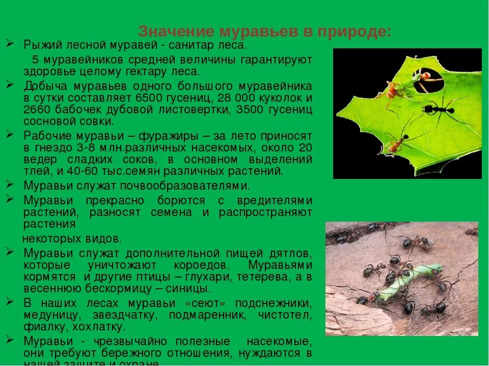 Муравей значение. Роль муравьёв в природе. значение муравьев в природе. роль муравья в природе. роль муравьёв в природе и жизни человека.