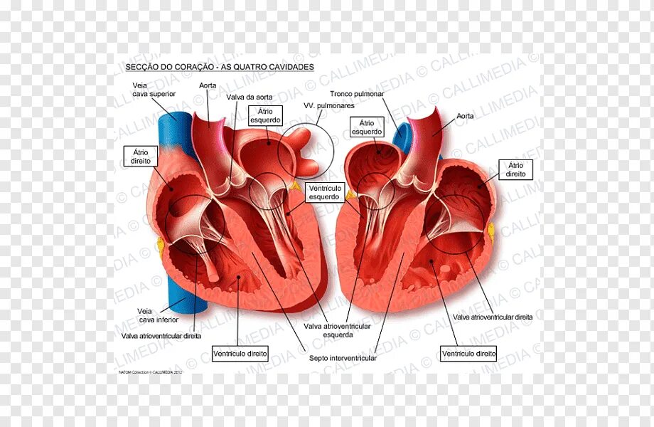 Схема строения сердца продольный разрез. Сердце человека в разрезе анатомия. Строение сердца срез. Строение сердца фронтальный разрез.