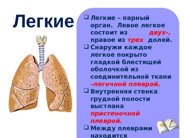 Левое легкое состоит из. Из чего состоят лёгкие. Правое легкое состоит из. 3 парных органах