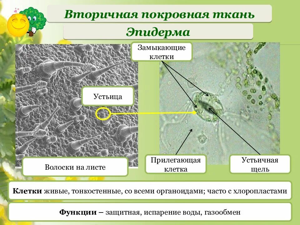 К какой ткани относится устьица у растений. Покровная ткань листа эпидерма. Ткань устьица листа. Эпидерма кожица. Эпидермис листа клетки устьица.