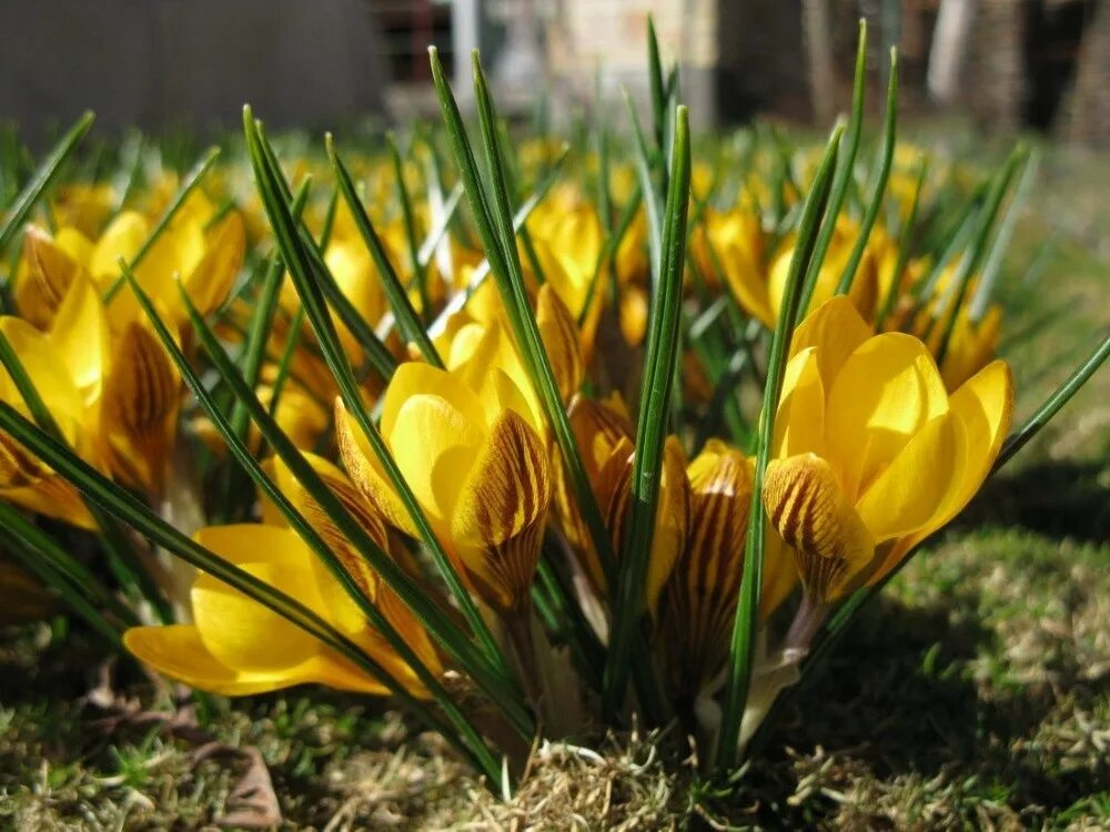 Крокус chrysanthus. Шафран золотистоцветковый. Шафран золотистый (Crocus chrysanthus).