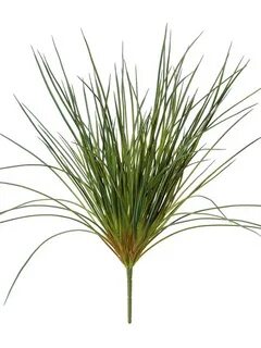 B grass