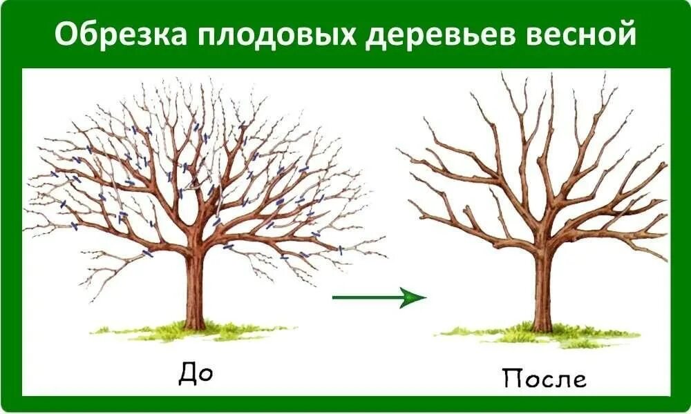 Схема обрезки плодовых деревьев весной. Обрезка плодовых деревьев весной яблони. Схема подрезки плодовых деревьев. Обрезка деревьев яблони весной.