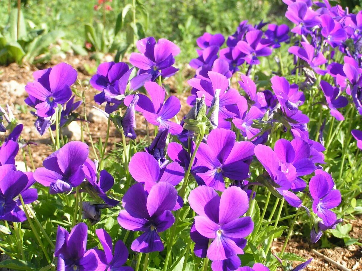 Фиалка рогатая многолетняя выращивание. Фиалка рогатая (viola cornuta). Фиалка рогатая эдмайер деним. Виола анютины глазки. Фиалка виола рогатая.