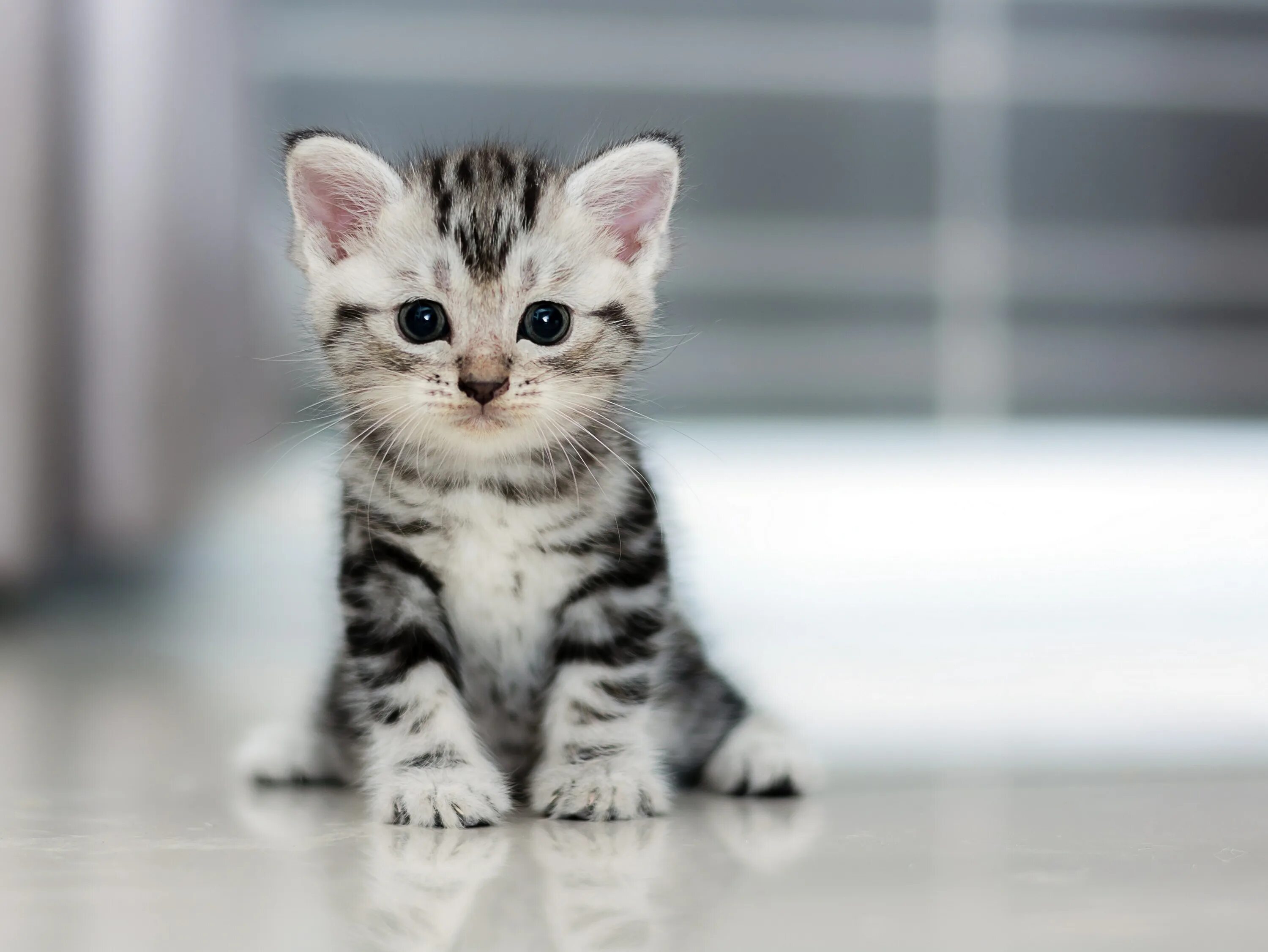 Красивые кошечки. Милые котики. Американская короткошерстная кошка маленькая. Красивые котята. Включи песню маленькие котики котики котики.