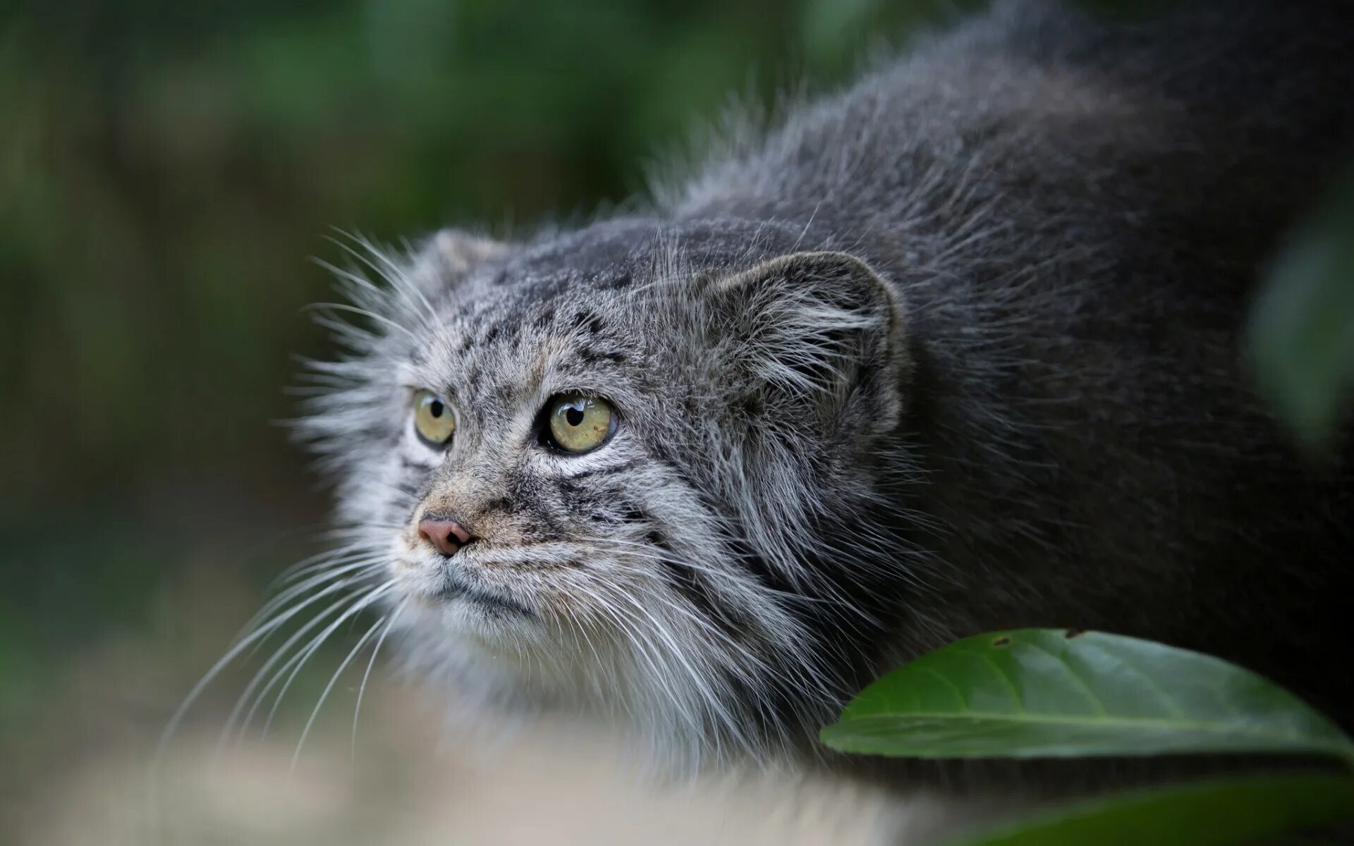 Дикий кипишь. Кот Манул. Сибирский дикий кот Манул. Манул (палласов кот). Манул серый.