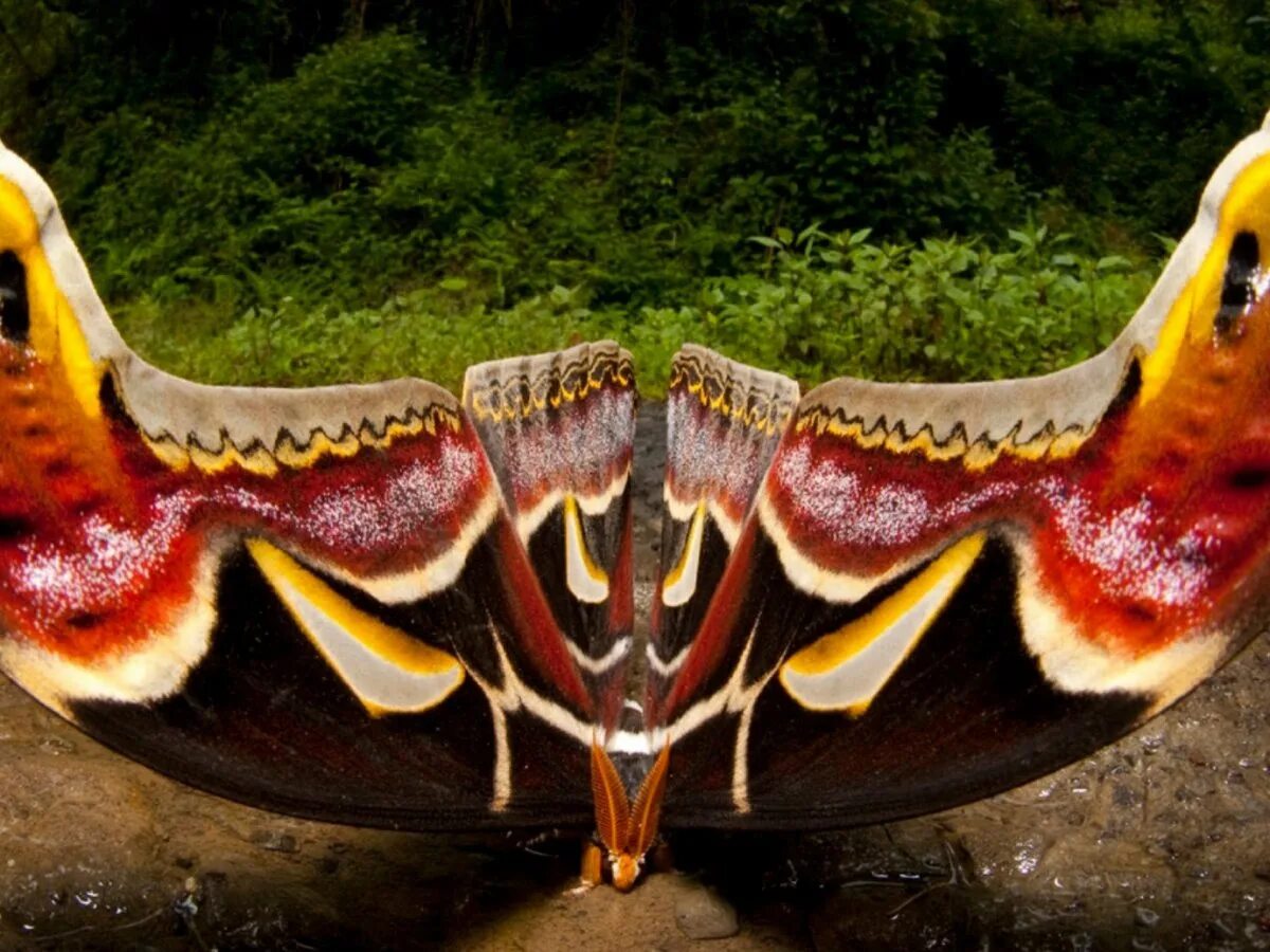 Attacus Atlas Moth. Большая бабочка. Редкие бабочки. Самые большие бабочки. Огромный редкость