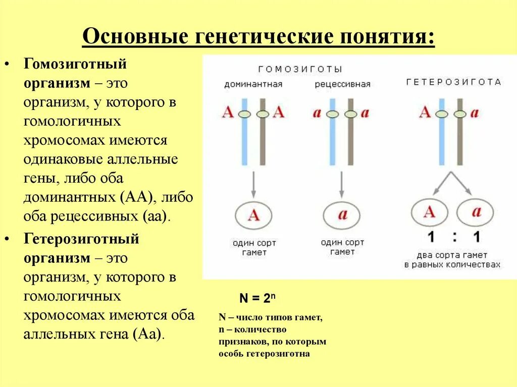 Аллельные гены схема. Основные понятия генетики. Аллельные гены доминантные и рецессивные. Генетика основные понятия. Аллельные гены альтернативные признаки