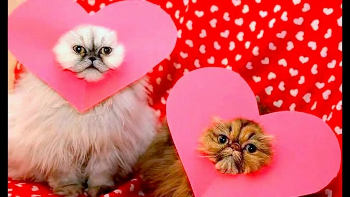 Валентинки с котиками. 14 февраля котики. Валентинки на 14 февраля с обезьянами. Валентинки с котиками. Милая валентинка с котиком.