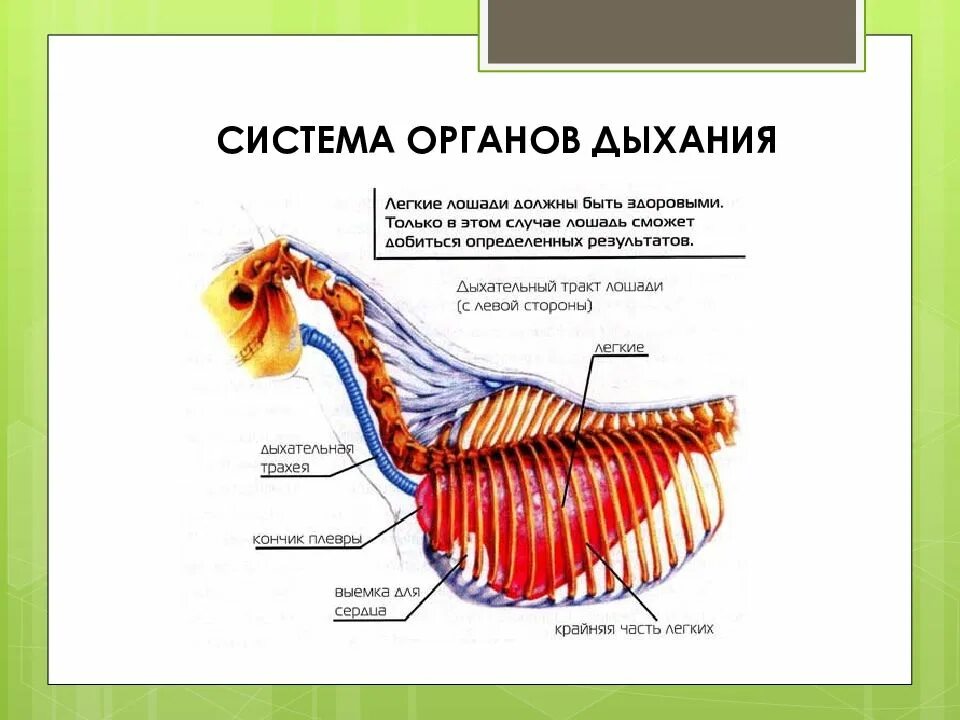 Строение дыхательной системы лошади. Дыхательная система лошади анатомия. Система органов дыхания лошади. Строение дыхательной системы животных.