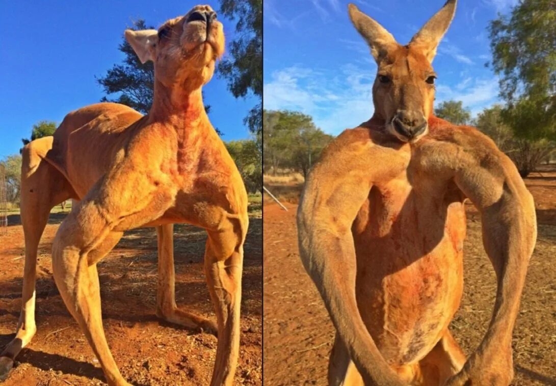Кенгуру в Австралии. Самый накаченный кенгуру. Животные с мускулами. Самый мускулистый кенгуру.