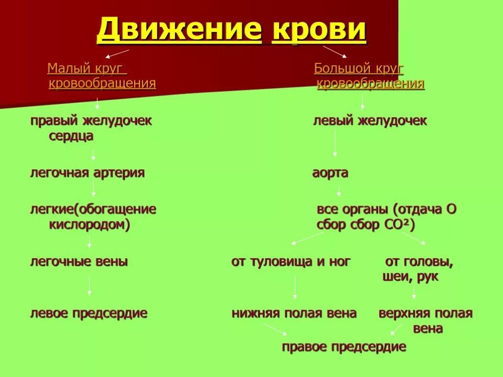 Последовательность движения крови в организме