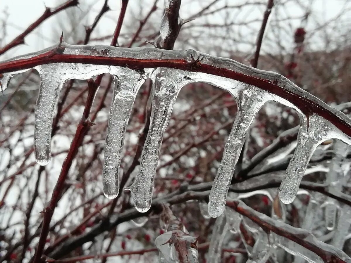 Ice rain. Атмосферное явление ледяной дождь. Ледяной дождь красиво. Гололед на ветках. Ледяной дождь и гололед.