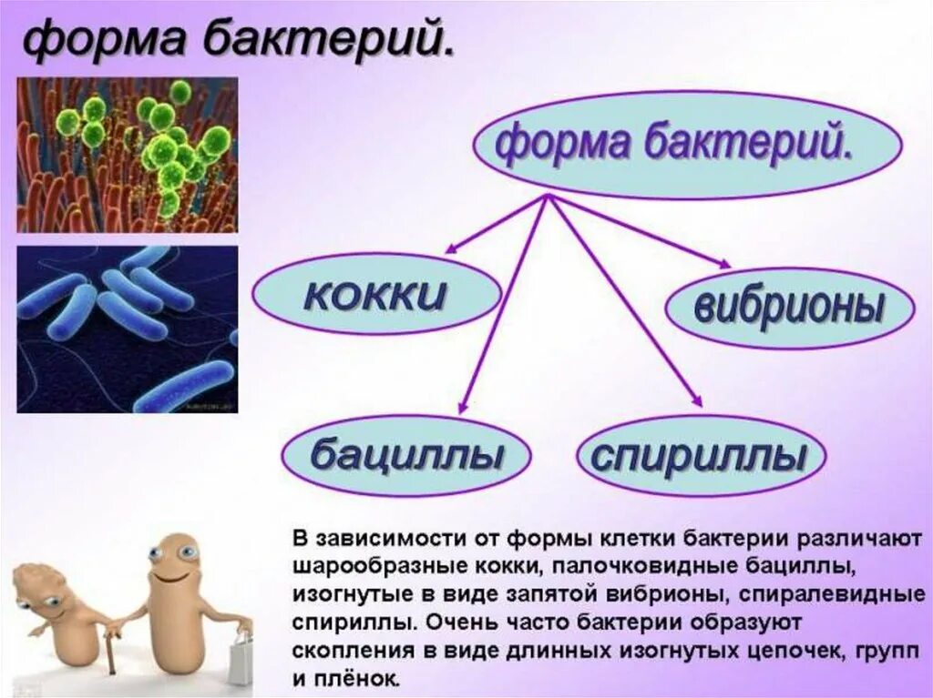 Бактерии доклад 6 класс биология. Бактерии проект. Презентация на тему микробы. Бактерии презентация.