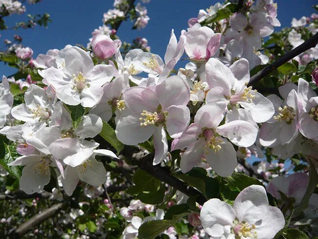 цветущая ветка яблони алма ате. яблоневый цвет. яблоневый цвет malus. весна цветение. жасминовая яблоня.