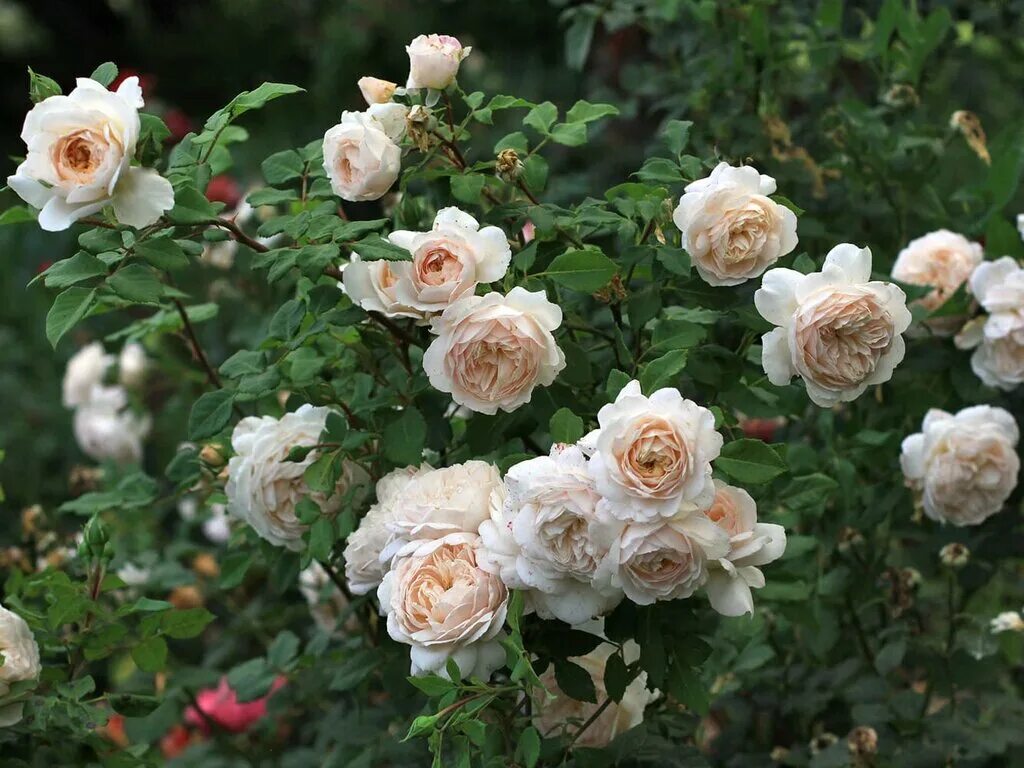 Роза шраб Crocus Rose "Крокус" : C5/7.5 Сибирские газоны - Сибирские газоны