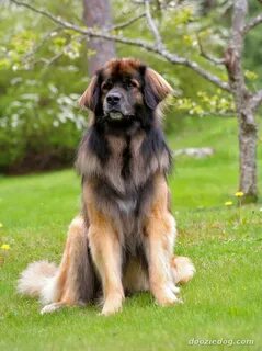Large breeds