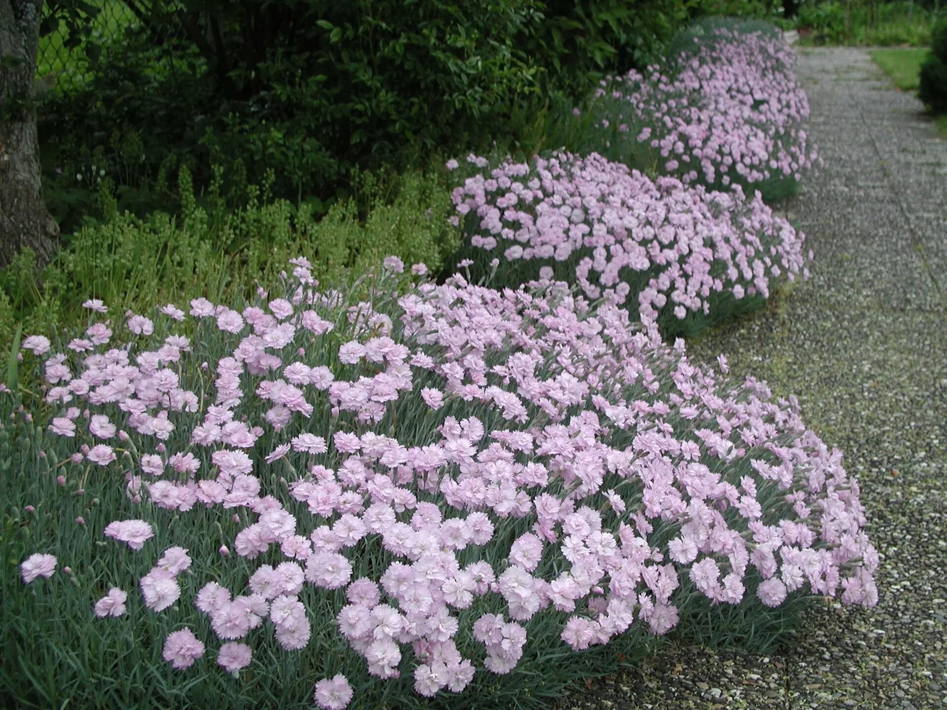 Гвоздика перистая Dianthus plumarius