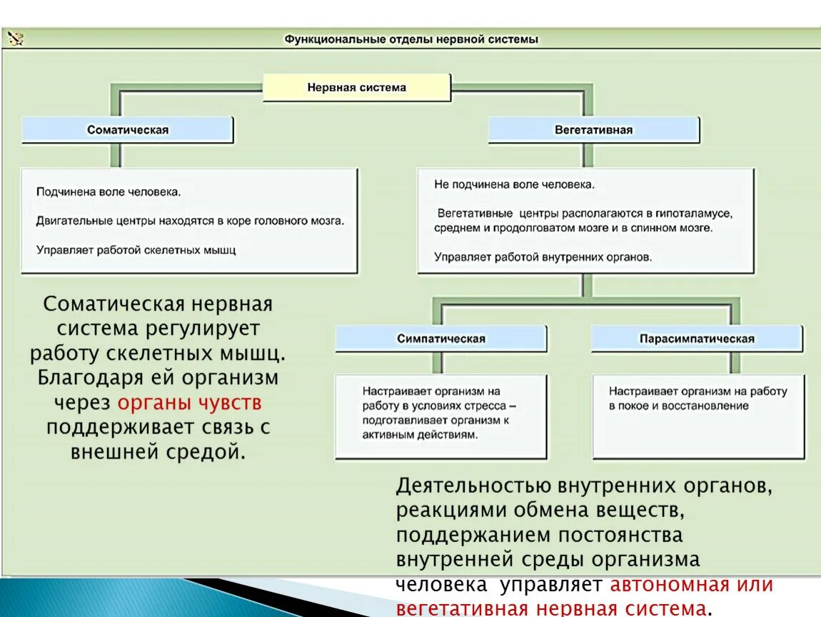 Функции нервной системы схема. Отделы нервной системы человека схема. Строение и функции отделов нервной системы таблица. Соматический и вегетативный отделы нервной системы. Подразделения нервной системы