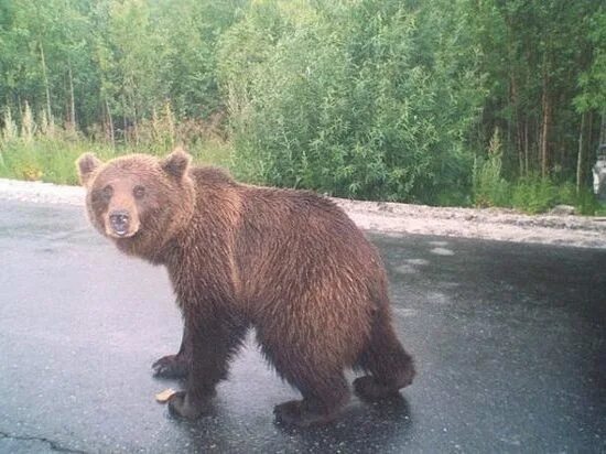 Медведь в год как выглядит День медведя 2023, Красногвардейский район дата и место проведения, программа