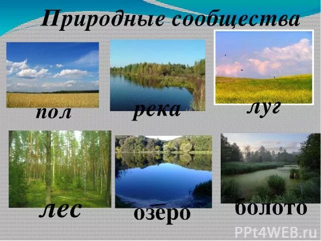 Природное сообщество лес луг озеро. Природные сообщества. Природные сообщества Пермского края. Название природного сообщества. Природное сообщество Перми.