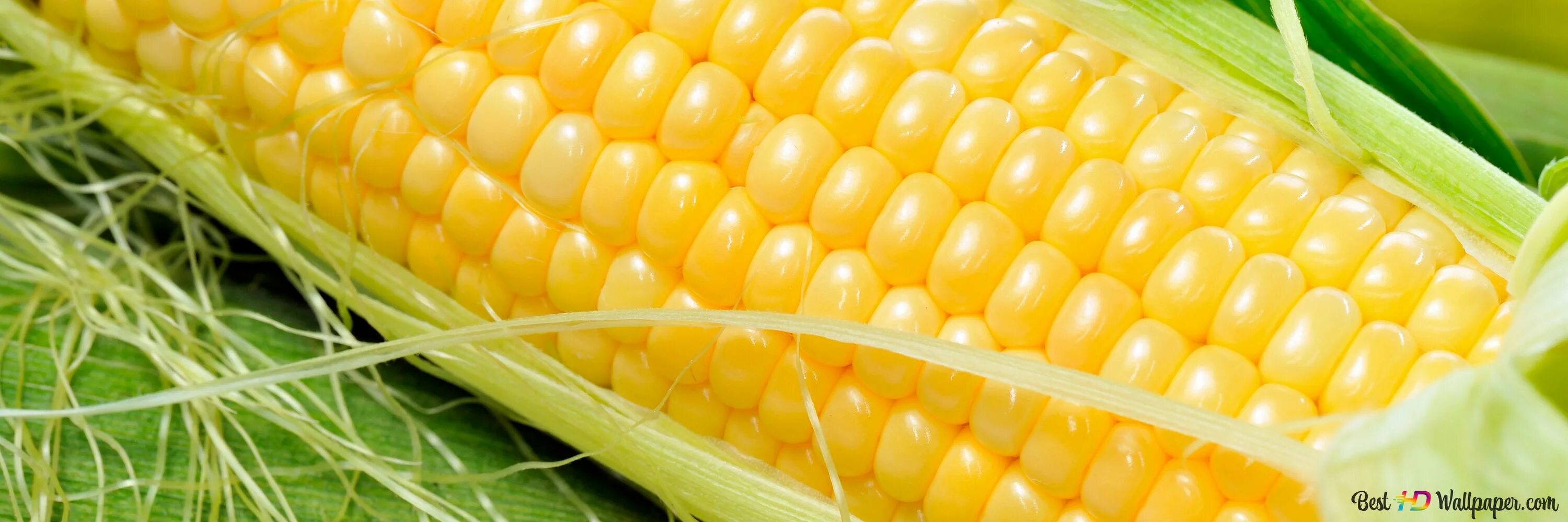Кукуруза доле. Кукуруза фон. Кукуруза баннер. Горячая кукуруза. Сладкая кукуруза фон.
