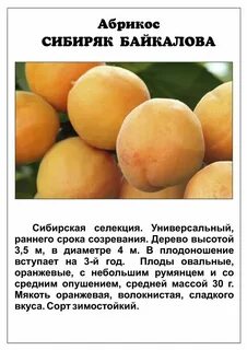 Абрикос инструкция