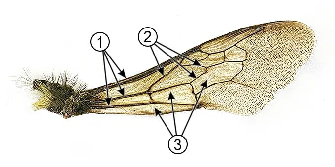 Крылья мухи схема. Перепончатокрылые строение крыльев. Строение крыла перепончатокрылых. Крылья перепончатокрылых пчел. Строение крыла насекомых жилки.